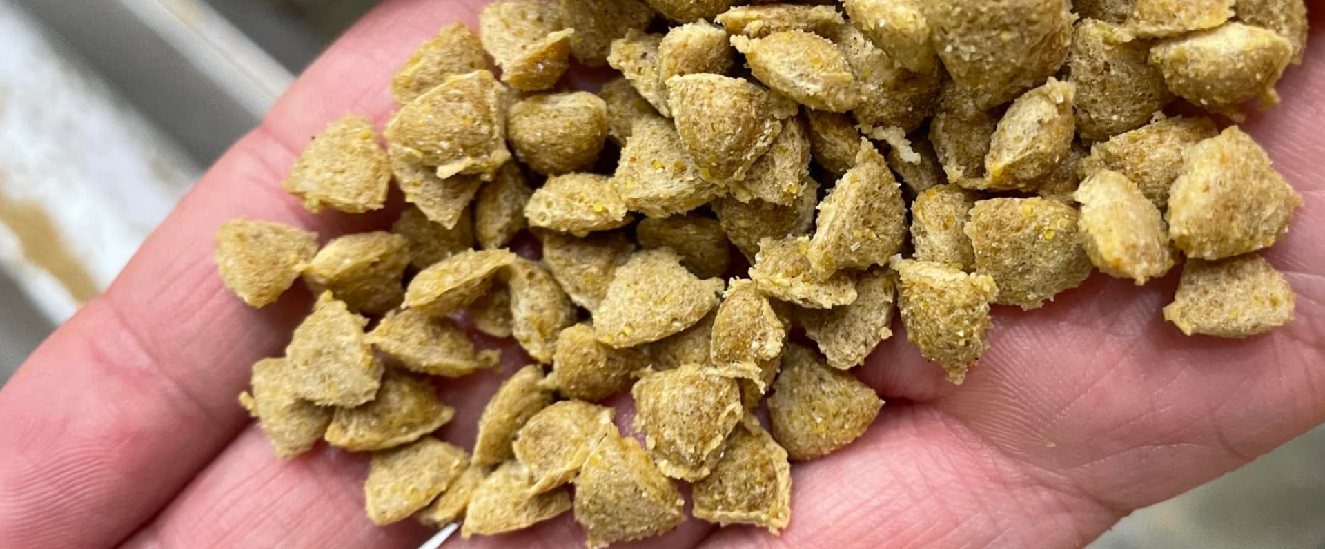 close up of kibble in hand